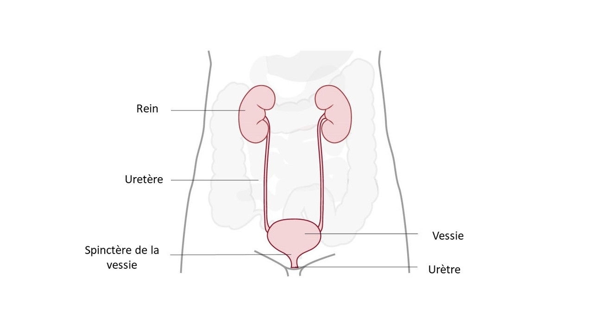 Qu’estce qu’une stomie ? Explication de la fonction et des types de — free download