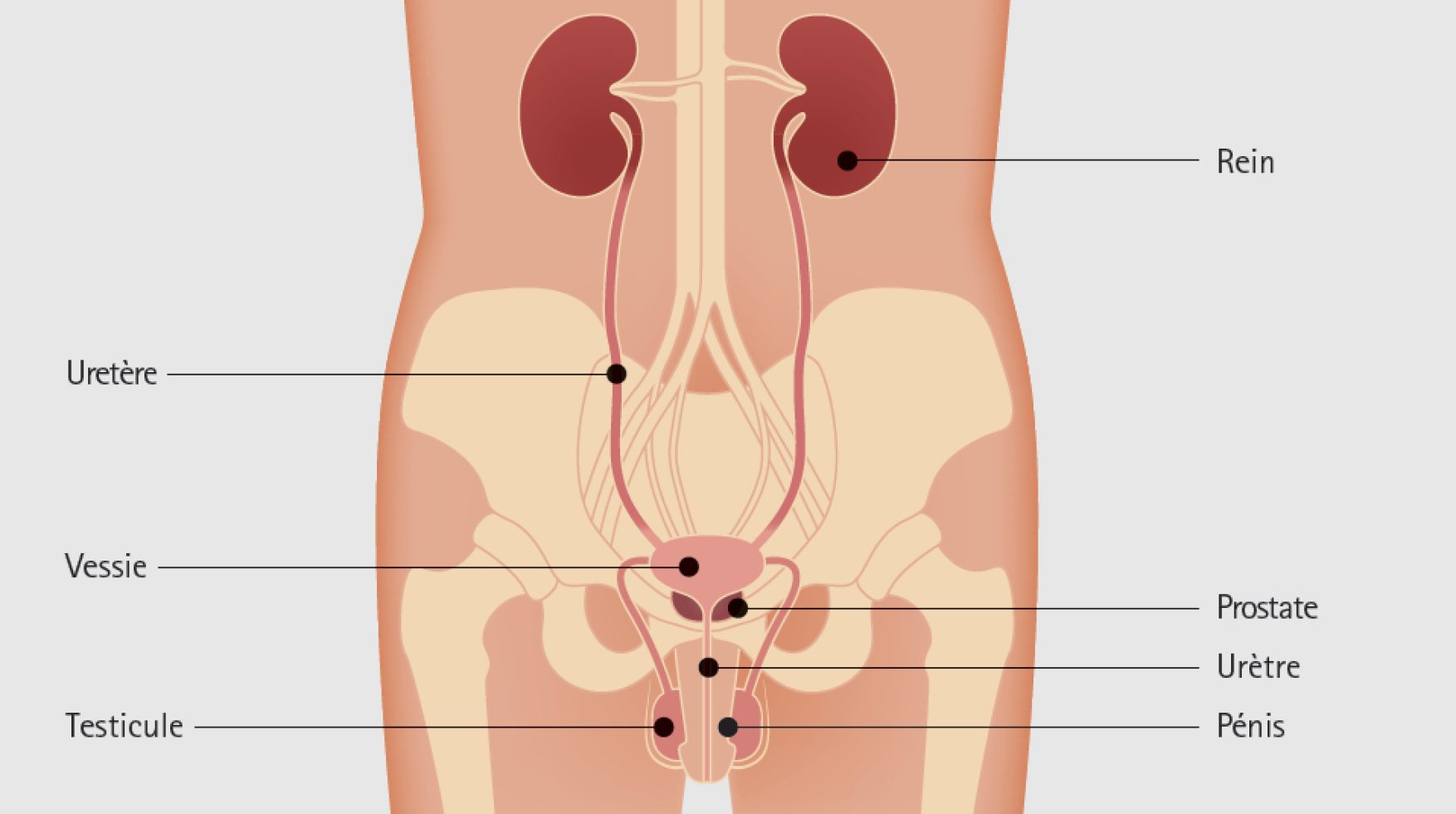 Anatomie et physiologie de l'appareil génital masculin