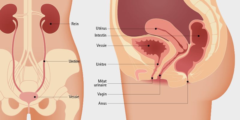 Description de l'appareil urinaire féminin